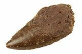 Bargain, Raptor Tooth - Real Dinosaur Tooth #268736-1